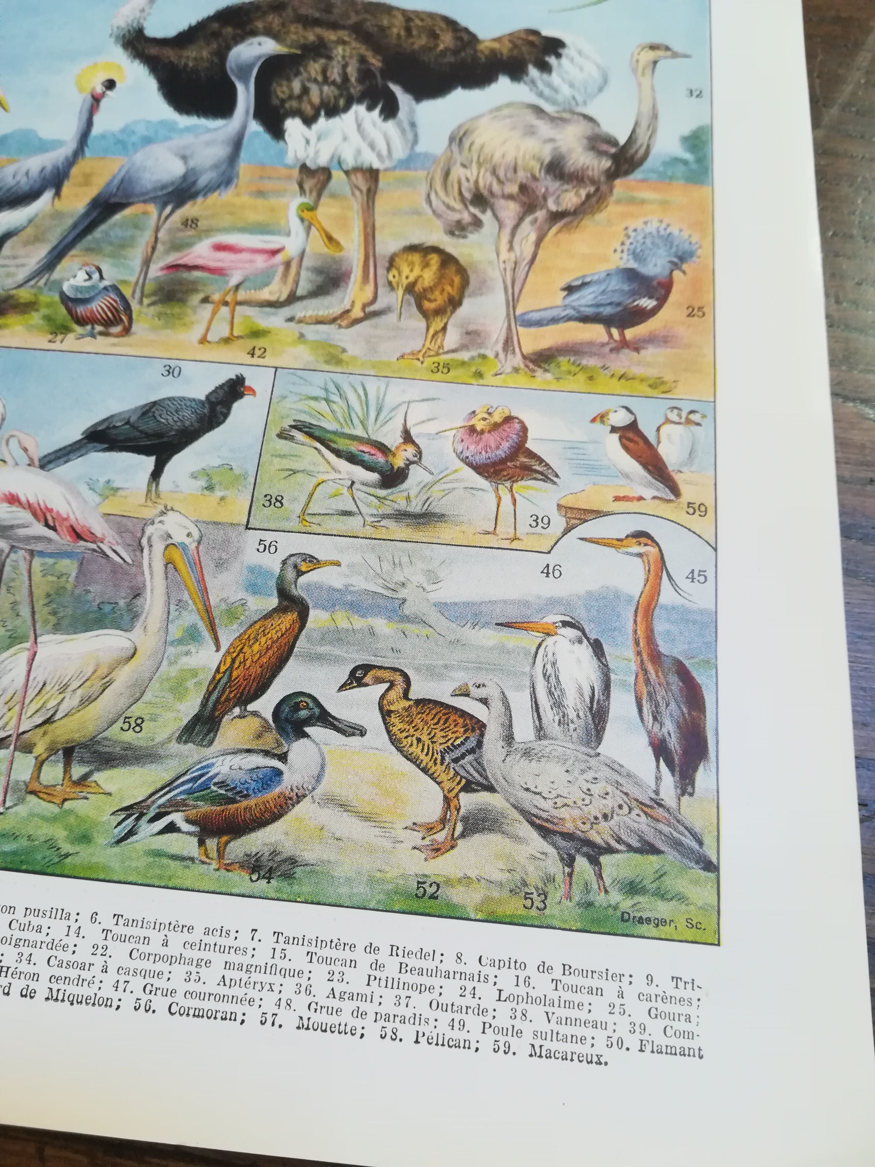 Lithograph on birds of 1928 "ostrich"