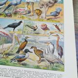 Lithograph on birds of 1928 "ostrich"