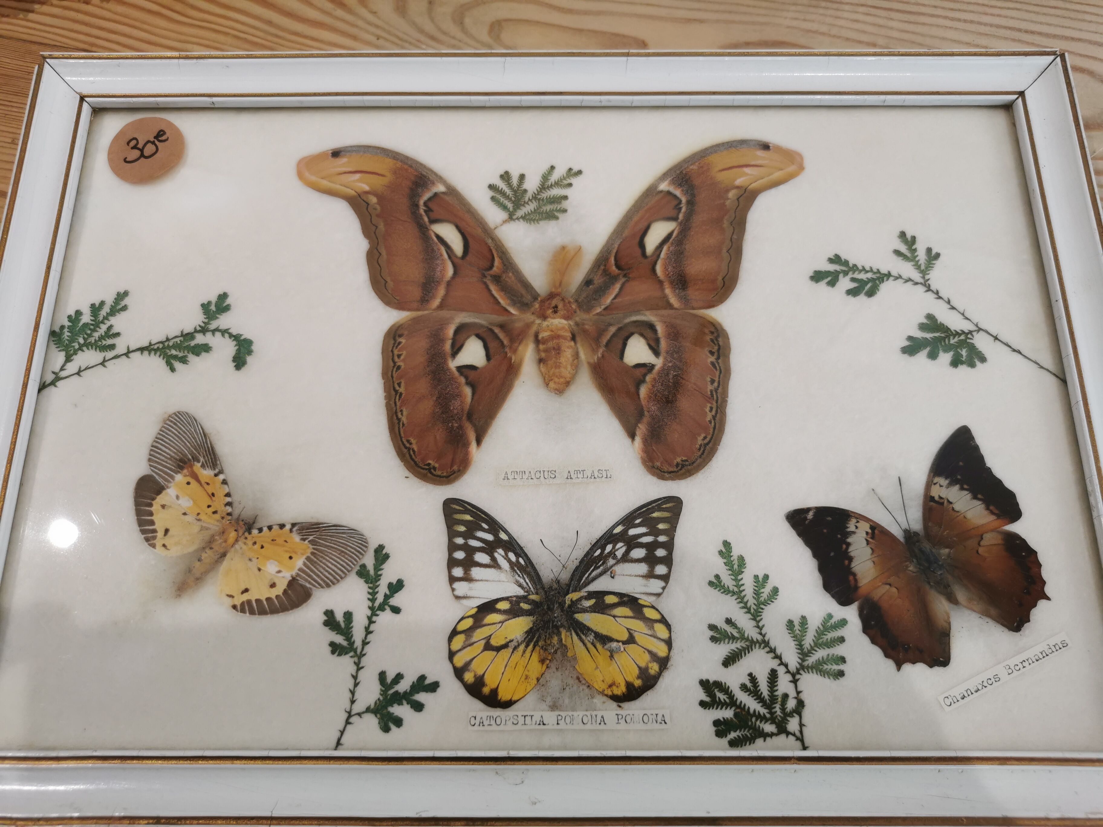 Vintage butterfly taxidermy frame