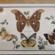 Vintage butterfly taxidermy frame