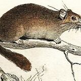 Planche zoologique originale " Loir - Marmotte - Ours Brun " Buffon 1840