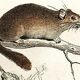 Planche zoologique originale " Loir - Marmotte - Ours Brun " Buffon 1840