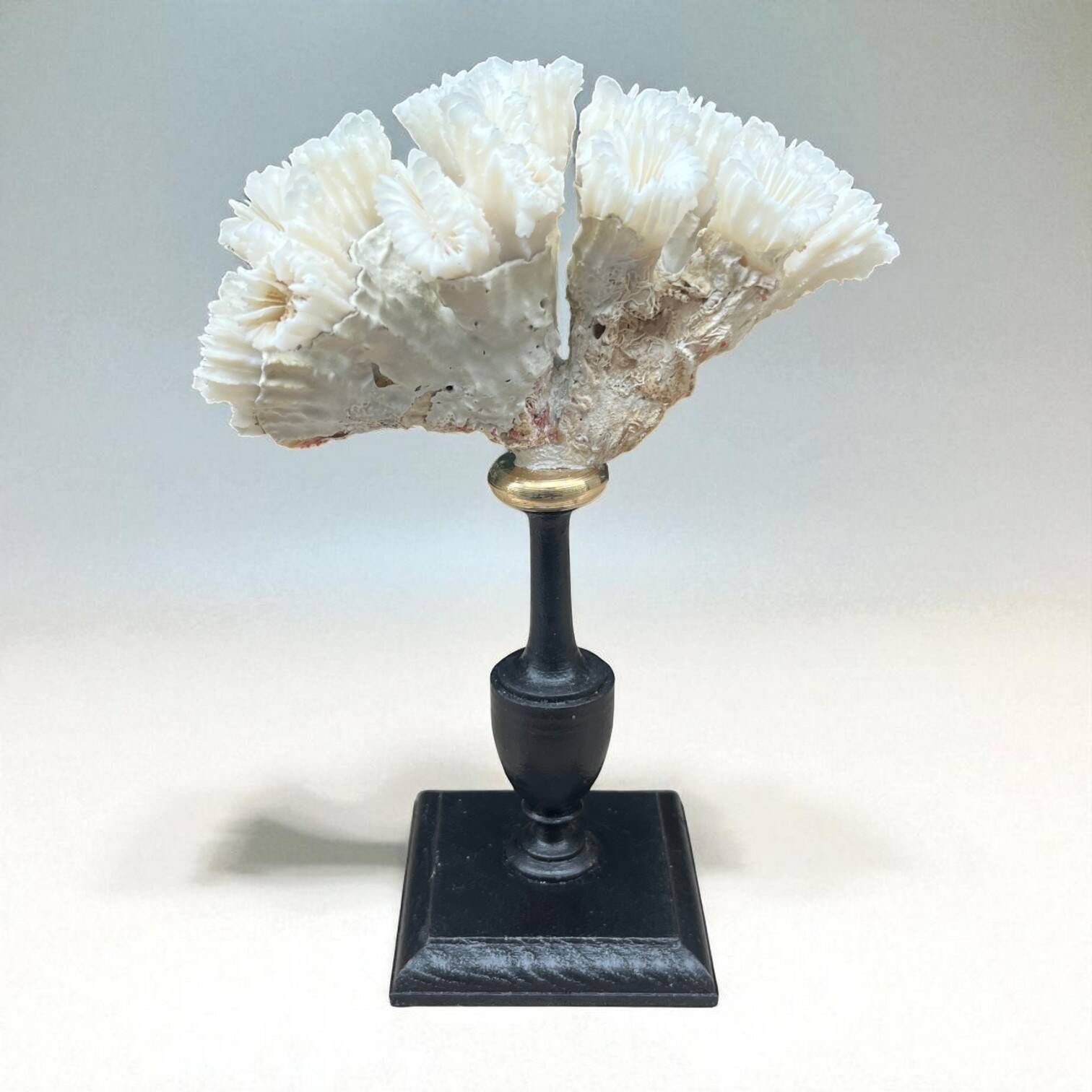 Antique natural white coral on turned wooden base - cabinet of curiosities