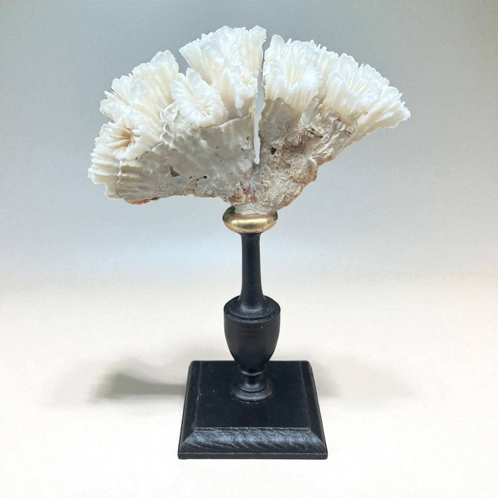Antique natural white coral on turned wooden base - cabinet of curiosities