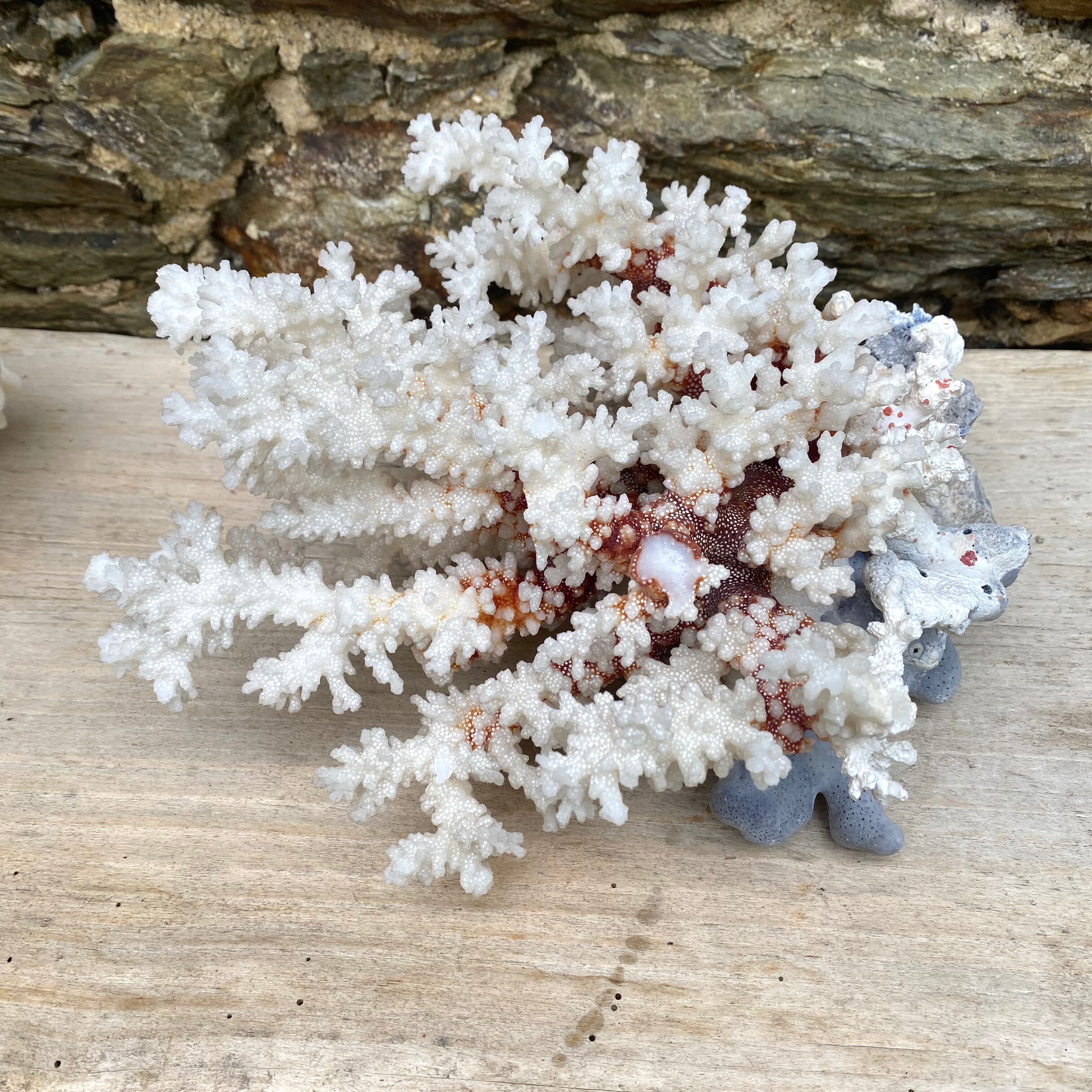 Grand corail blanc