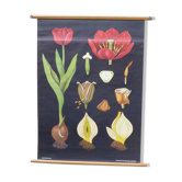 Botanical displays the Tulip by Jung-Koch-Quentell created in 1958, printed in Germany in 1974 on linen collector, vintage