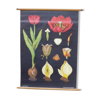 Botanical displays the Tulip by Jung-Koch-Quentell created in 1958, printed in Germany in 1974 on linen collector, vintage
