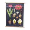 Botanical displays the Tulip by Jung-Koch-Quentell created in 1958, printed in Germany in 1974 on linen collector, vintage