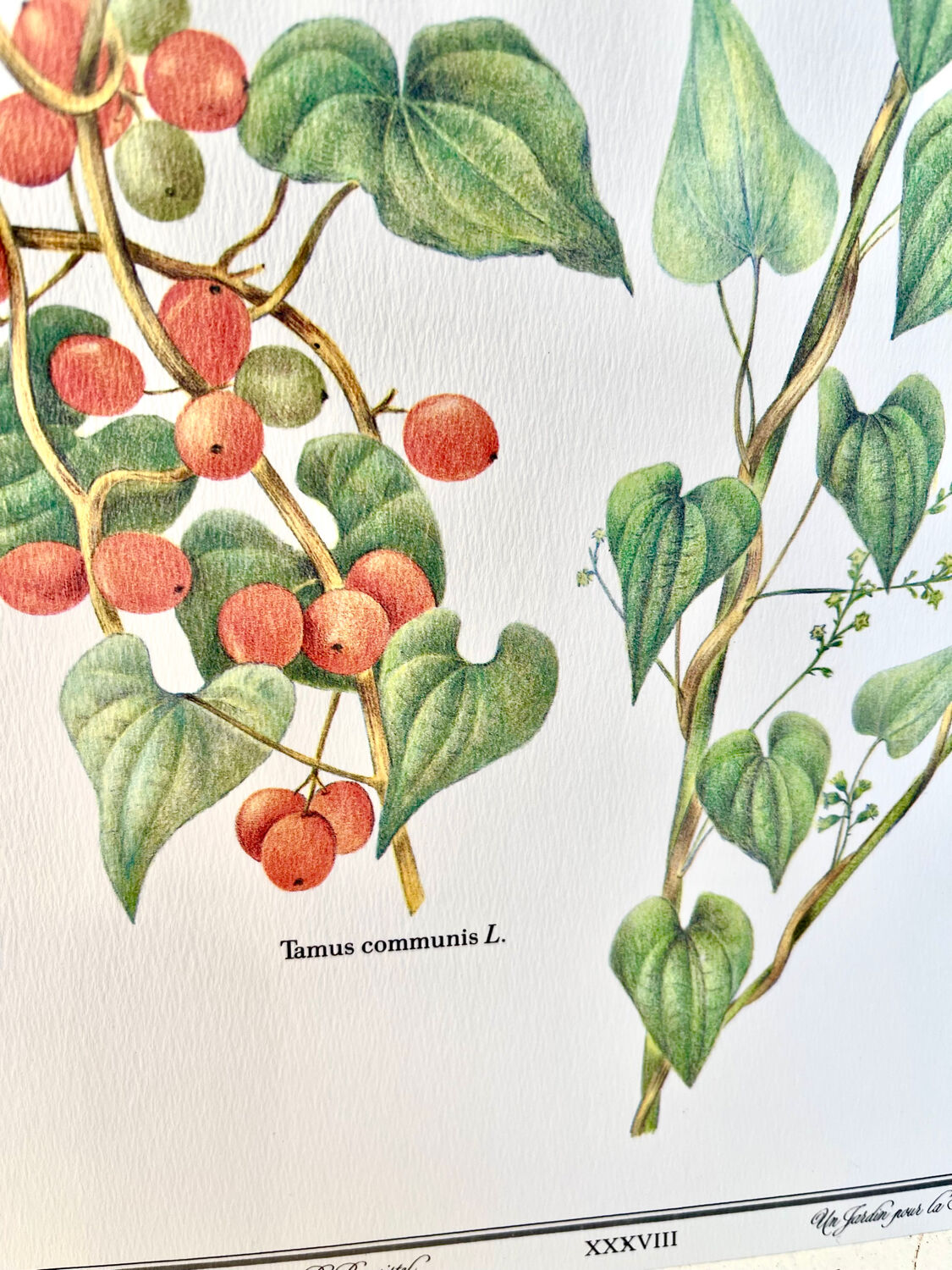 Planche botanique – Tamier (Tamus communis L.) – Louis Pariente, 1986