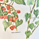 Planche botanique – Tamier (Tamus communis L.) – Louis Pariente, 1986