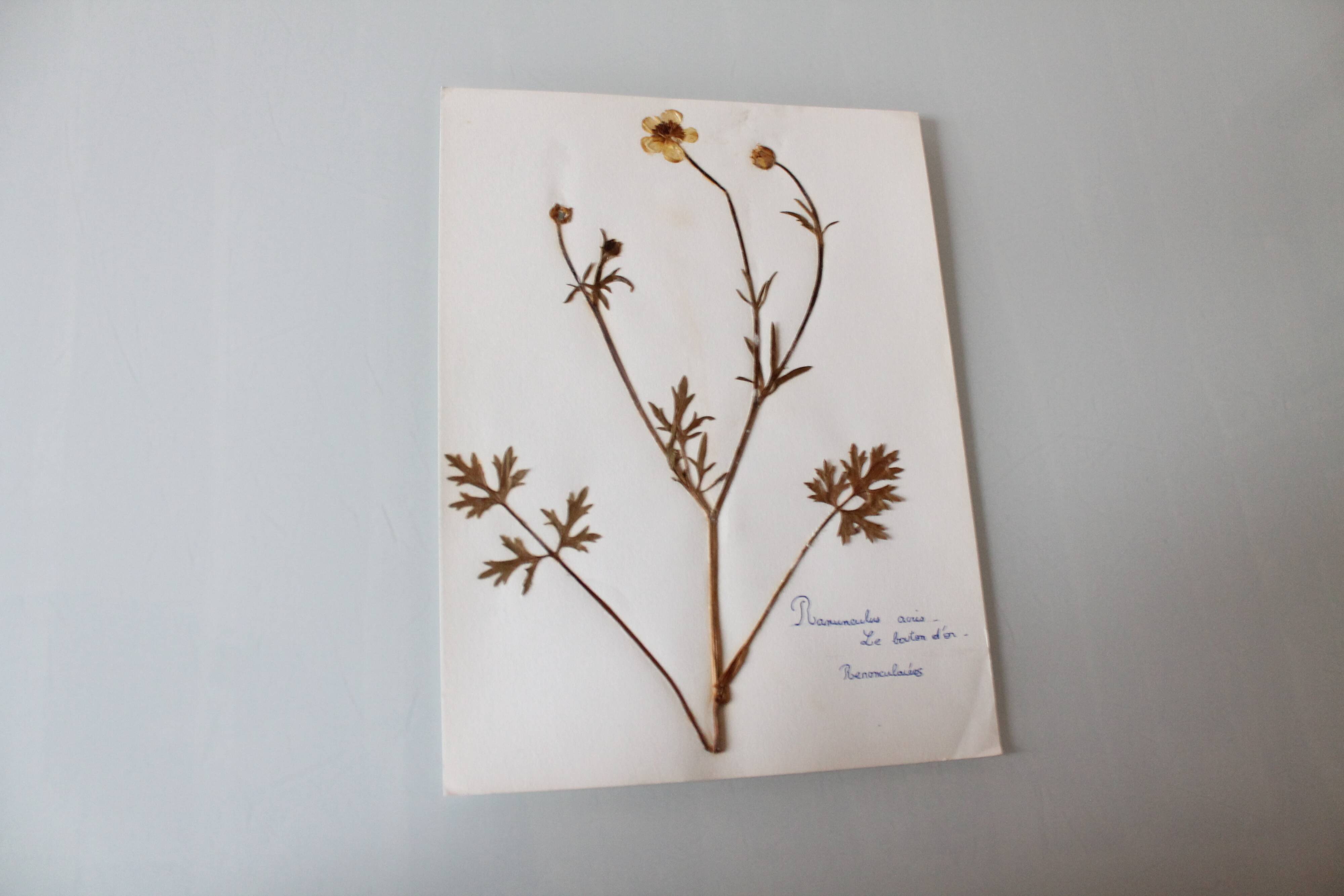 Old French botanical plate – Pressed plant (Buttercup) Format