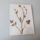 Old French botanical plate – Pressed plant (Buttercup) Format