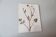 Old French botanical plate – Pressed plant (Buttercup) Format