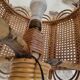 Rattan floor lamp