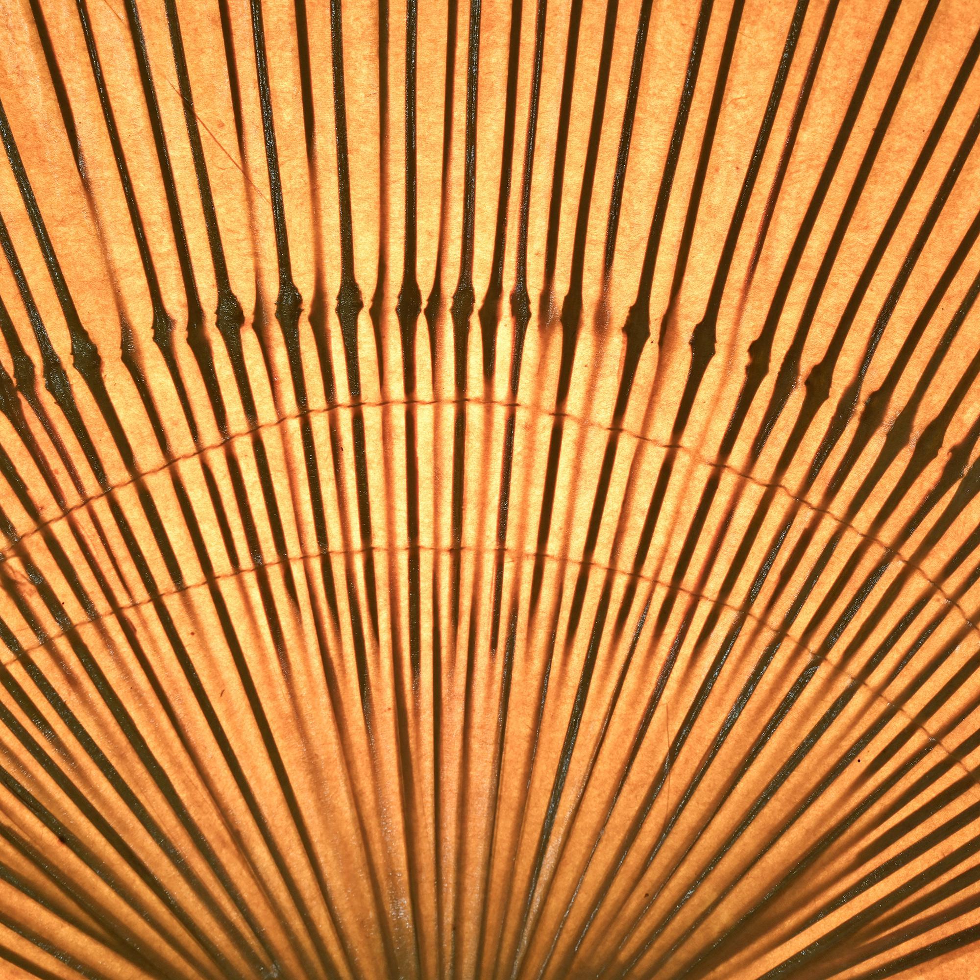 Pair of Uchiwa II wall lights by Ingo Maurer, Design M 1973