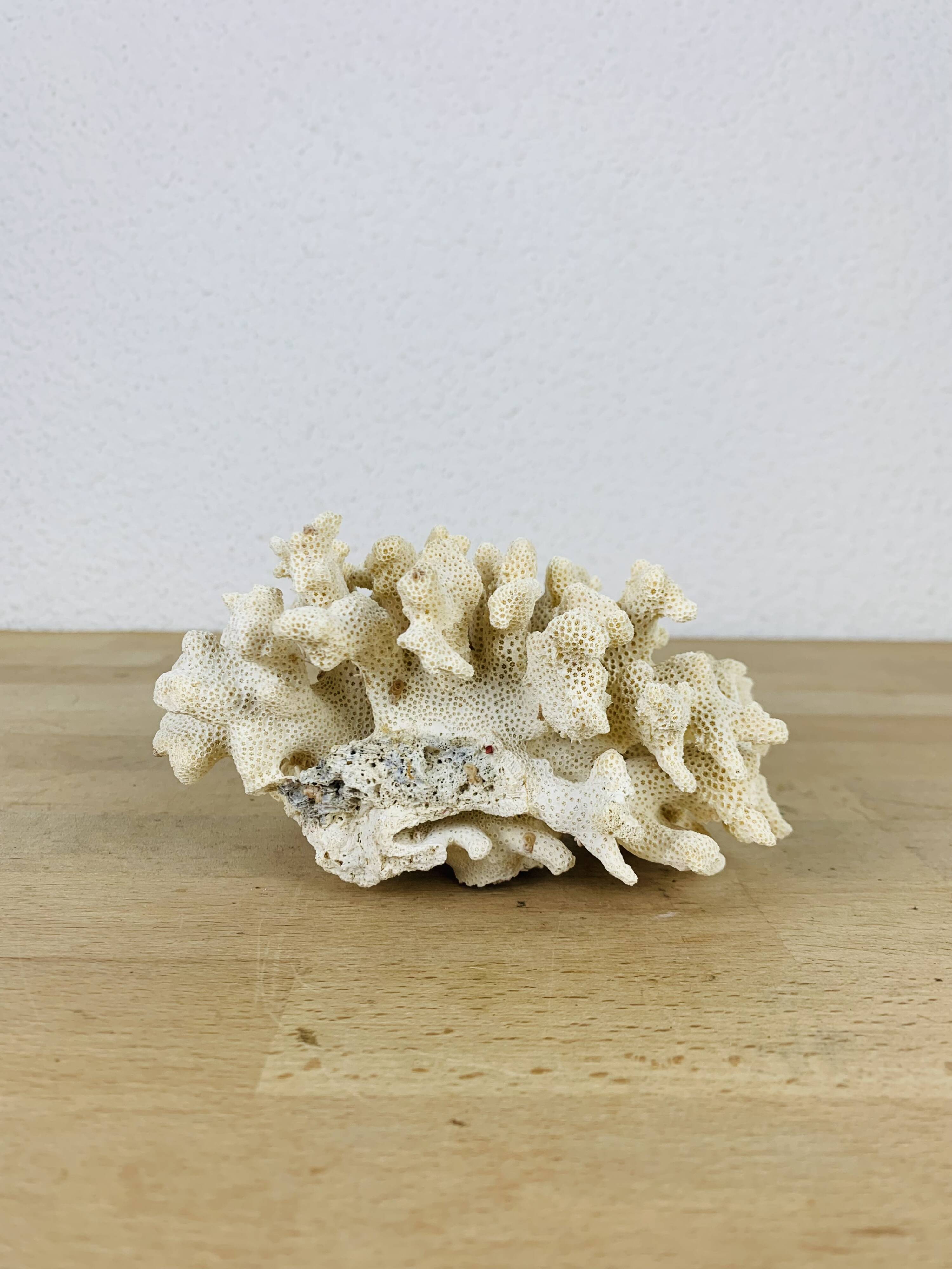 Old white coral 14 cm