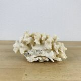 Old white coral 14 cm