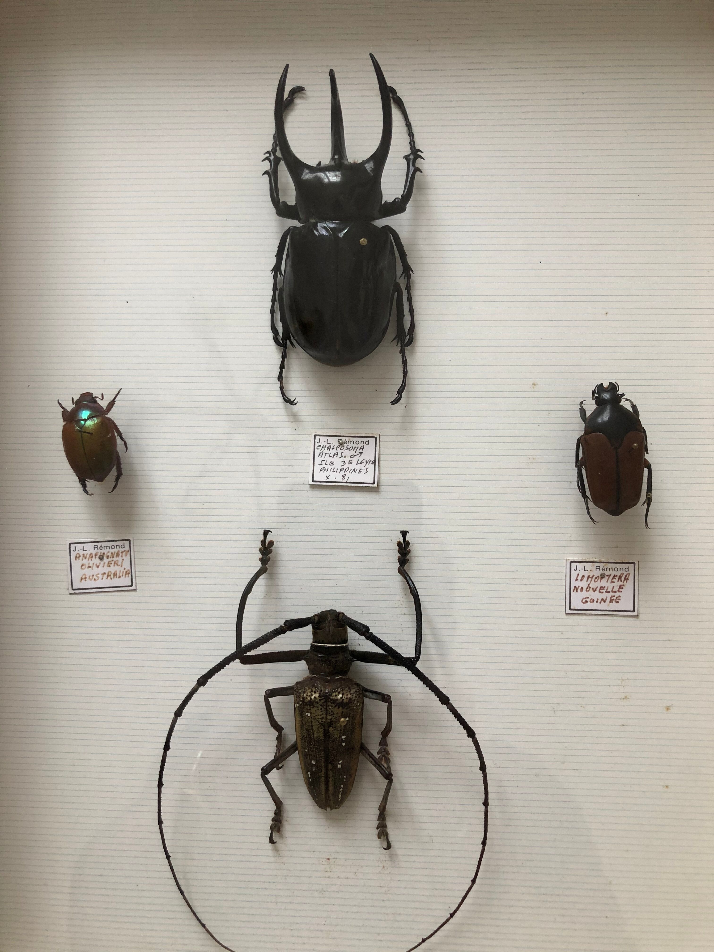 Naturalized beetle insects