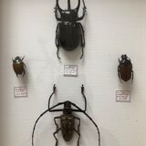 Naturalized beetle insects