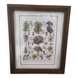 Affiche botanique encadrée ancienne - forêt