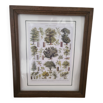 Vintage framed botanical poster - forest