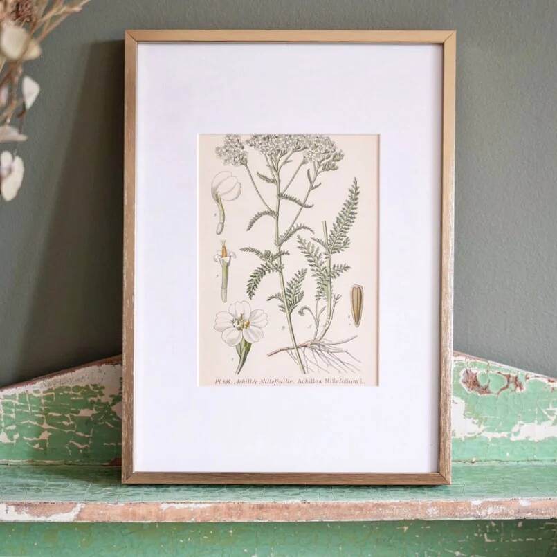 Botany under frame Yarrow