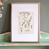 Botany under frame Yarrow