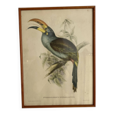 Framed zoological engraving toucan