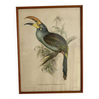Framed zoological engraving toucan