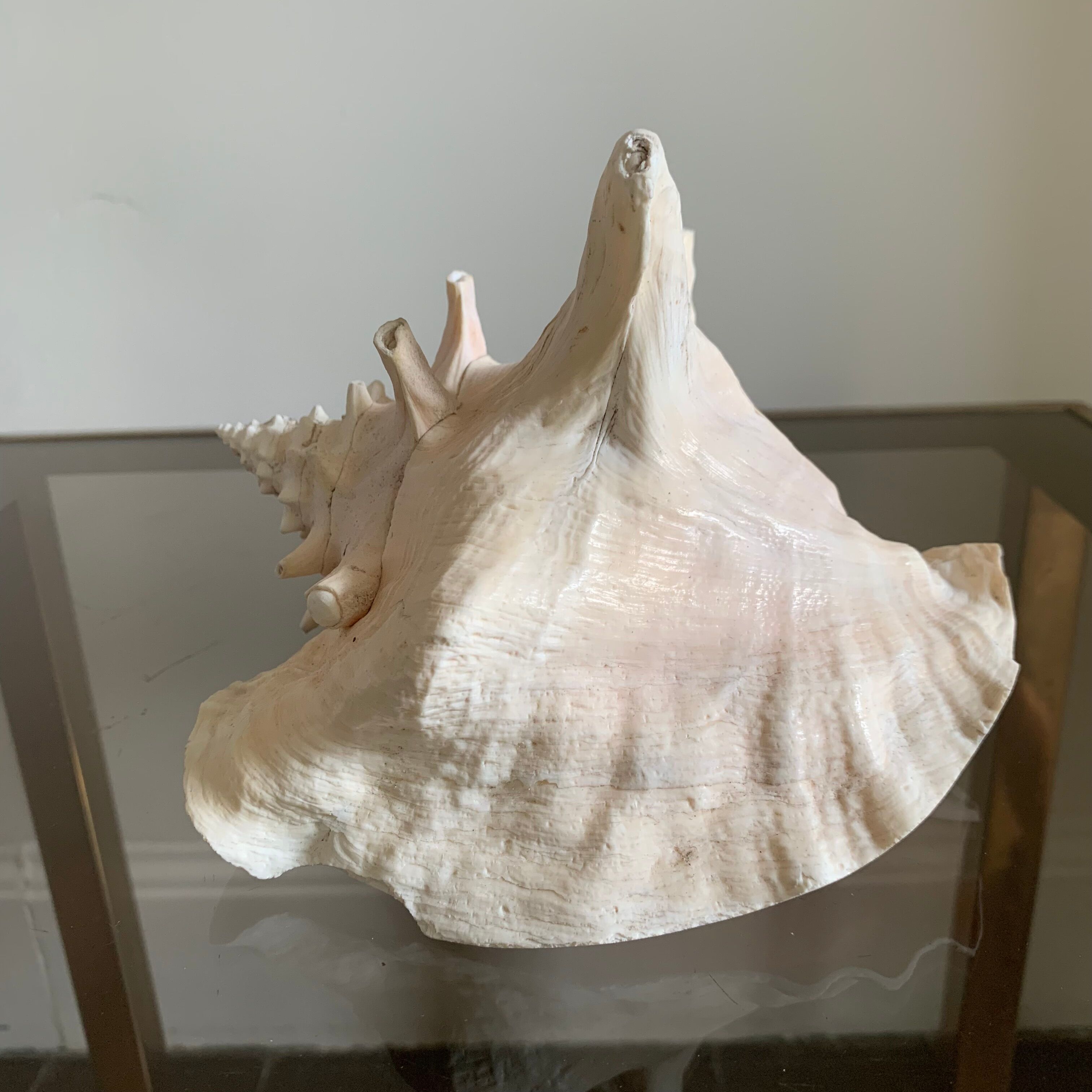 Shell horned helmet 18 cm