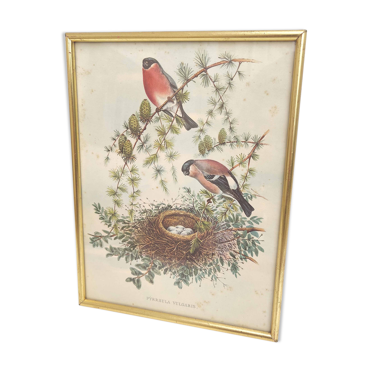 Golden frame illustration nest couple of birds