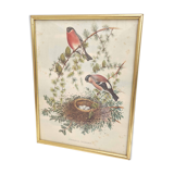 Golden frame illustration nest couple of birds