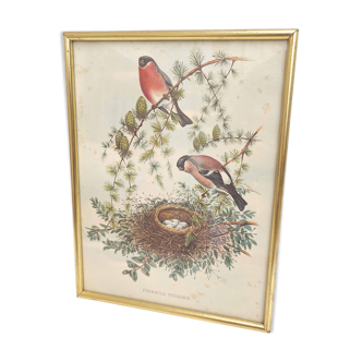 Golden frame illustration nest couple of birds