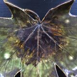 Empty pocket plane leaf