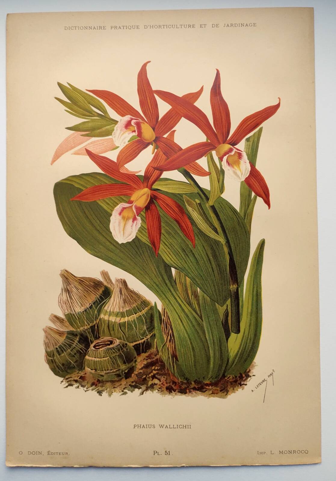 Botanical engraving from 1897 - Phaius Wallichii - Old flower plate by Achille Lefevre