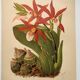 Botanical engraving from 1897 - Phaius Wallichii - Old flower plate by Achille Lefevre