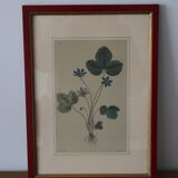 Vintage clover botanical frame