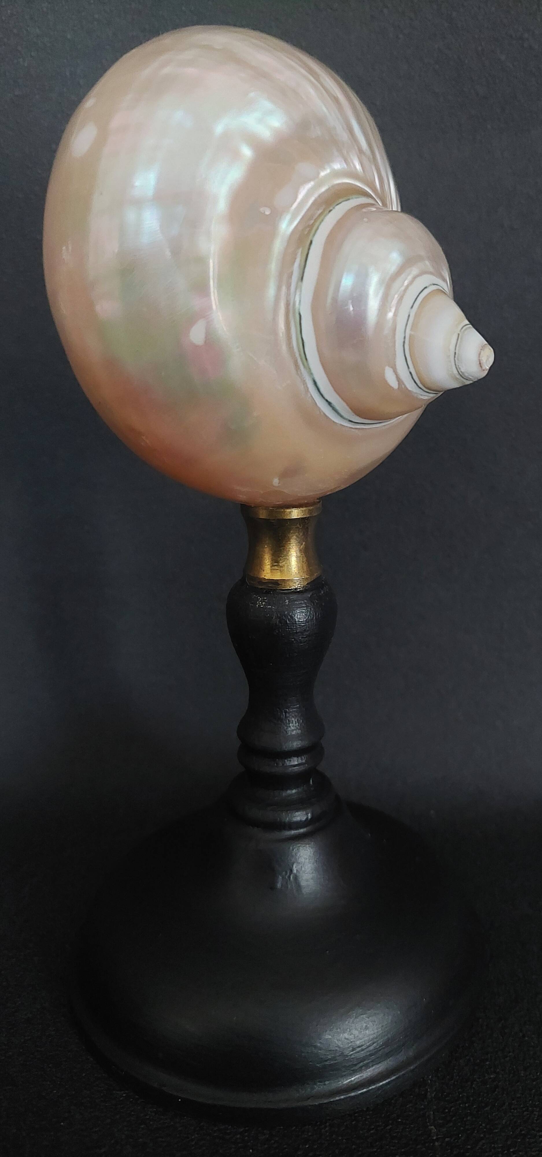 Cabinet de Curiosités coquillage turbo imperialis nacré sur socle