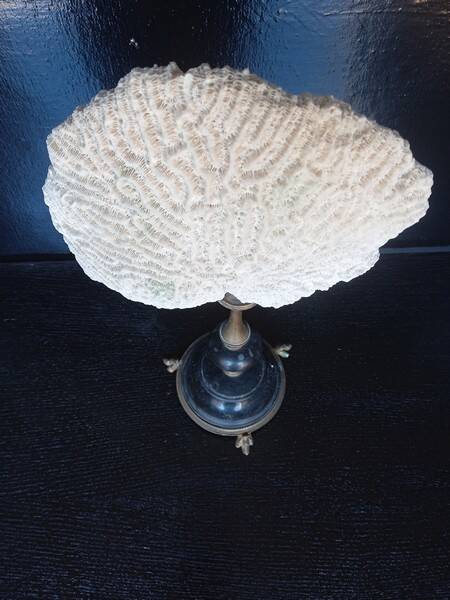 Cabinet of Curiosities 36cm coral brain of Neptune on base