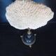 Cabinet of Curiosities 36cm coral brain of Neptune on base