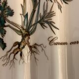 Plat Villeroy and Boch, Carum carvi