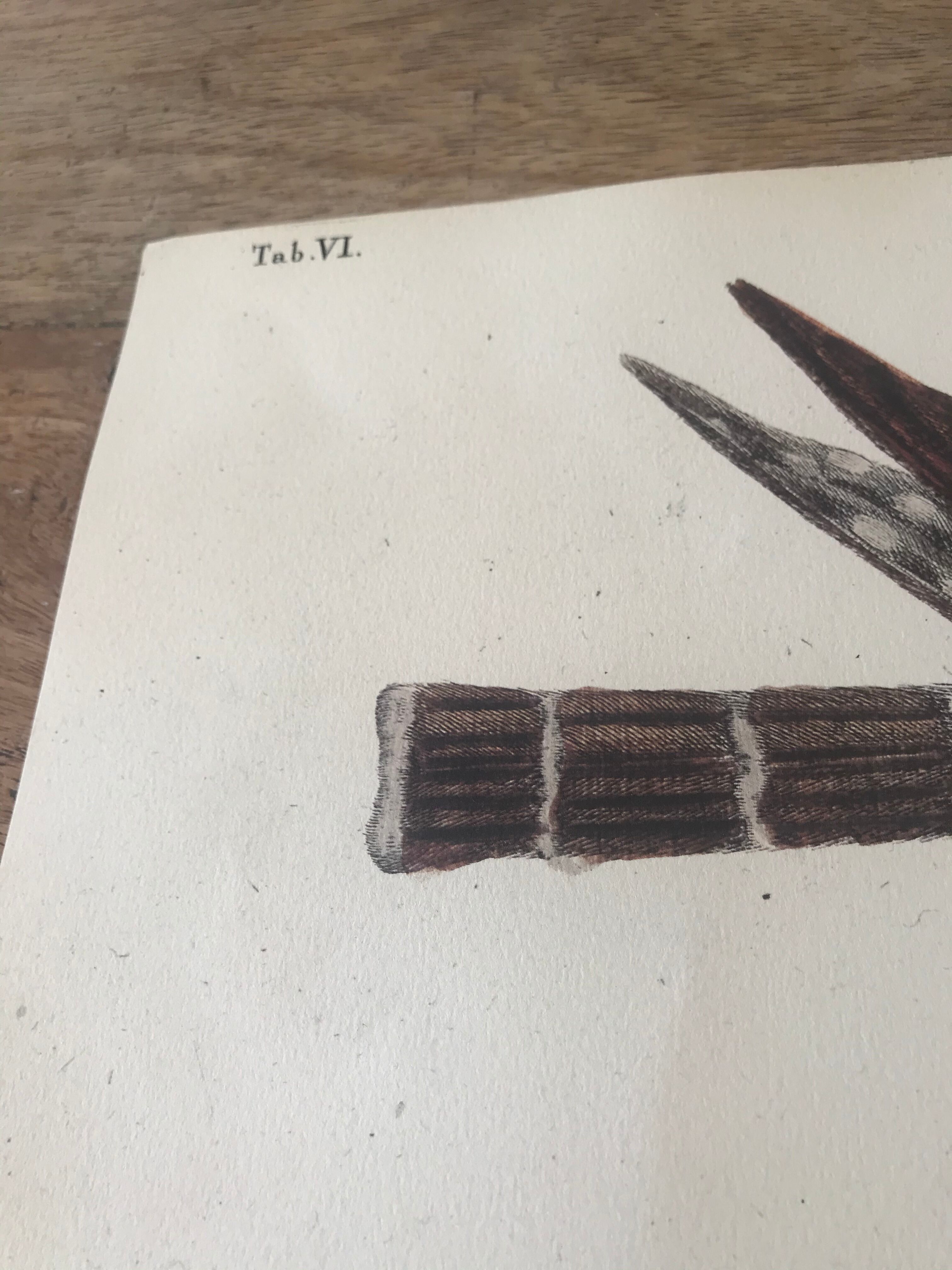 Ornithological board