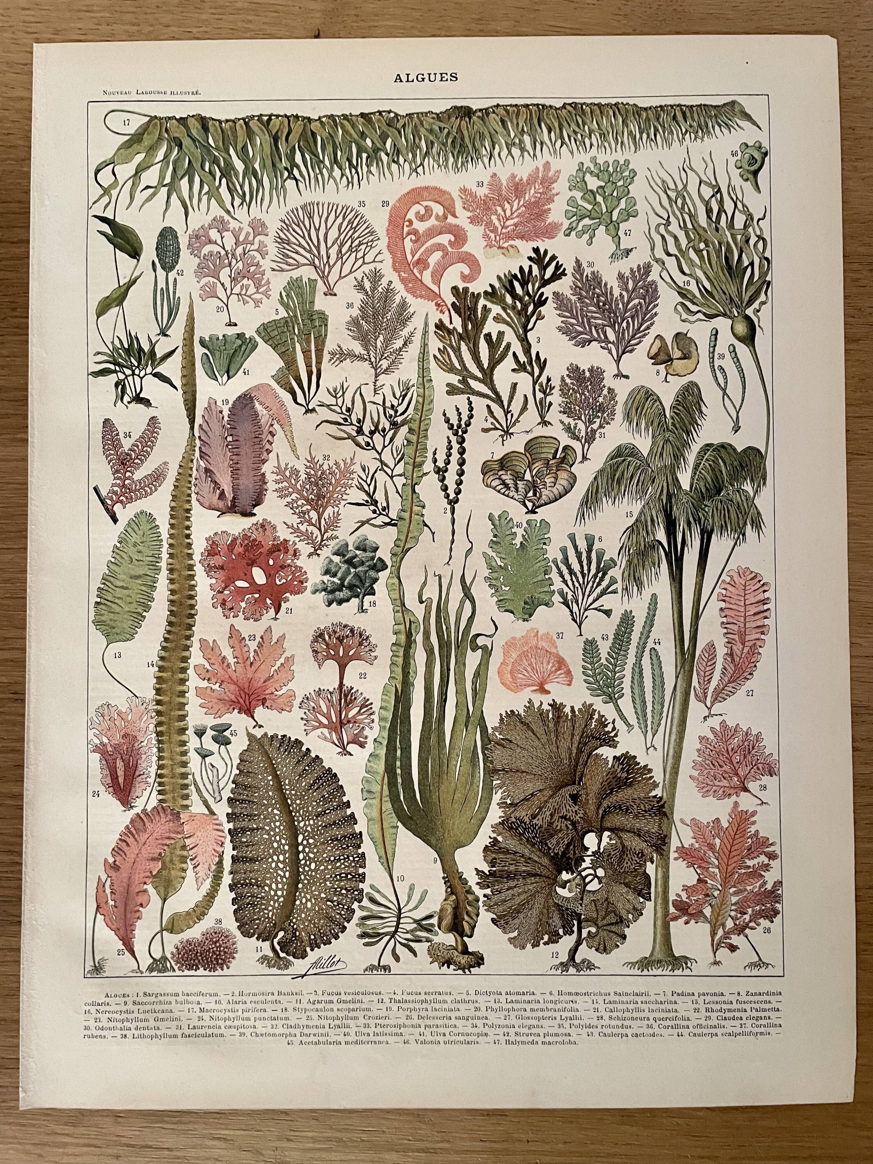 Lithographie sur les algues - 1900