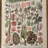 Lithograph on algae - 1900