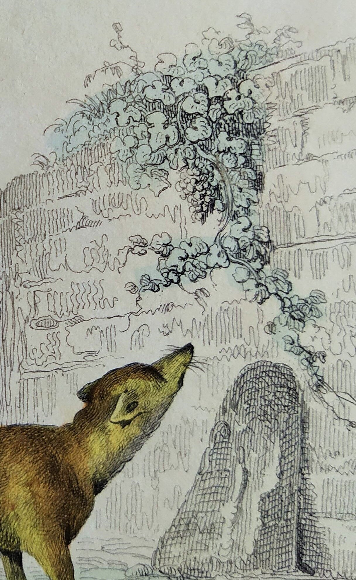 Planche zoologique originale " Loup - Renard " Buffon 1840