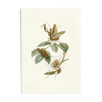 Vintage European praying mantis school print