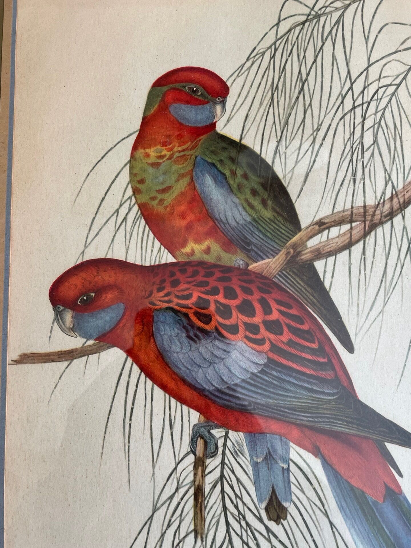 John Gould: Colored engraving of tropical parrots: Platycercus Pennantii