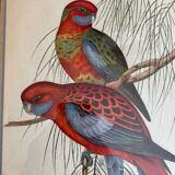John Gould: Colored engraving of tropical parrots: Platycercus Pennantii