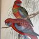 John Gould: Colored engraving of tropical parrots: Platycercus Pennantii
