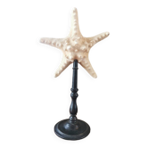 Starfish, cabinet of curiosities